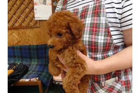 成約済の宮城県のトイプードル-76584の3枚目